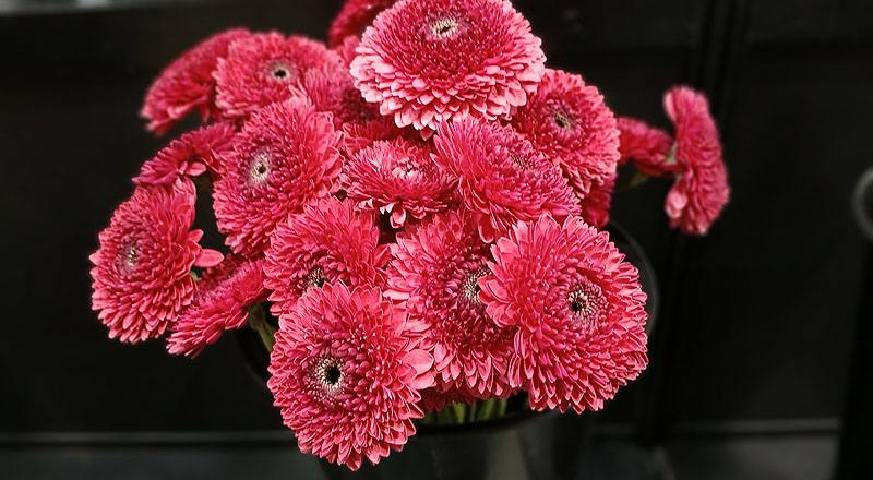 菊花紅花材實拍圖