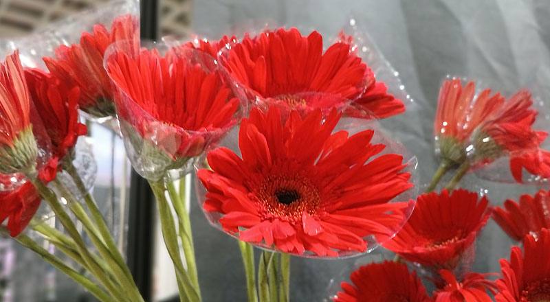 菊花卡布花材實拍圖