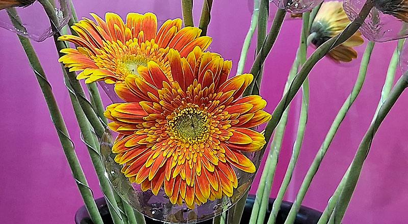 非洲菊 橙 實拍圖片3