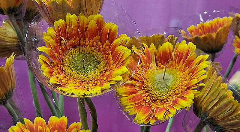 非洲菊 橙 實拍圖片1