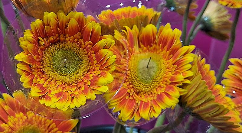 非洲菊 橙 實拍圖片5