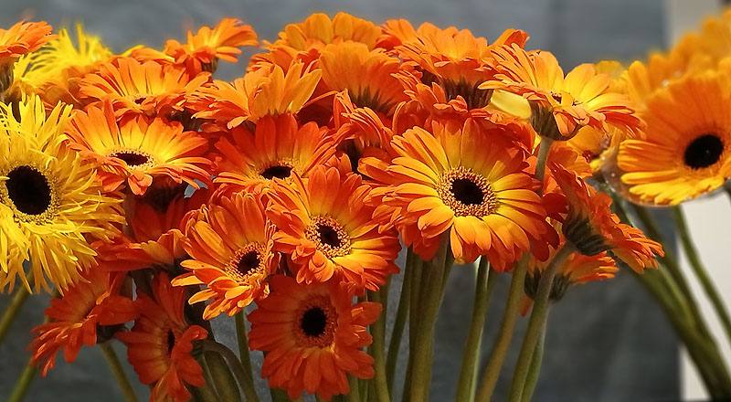 非洲菊 橙 實拍圖片6