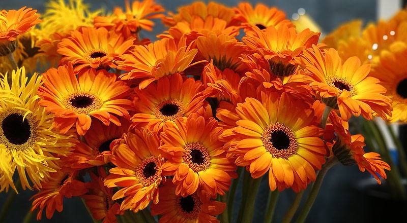 非洲菊 橙 實拍圖片10