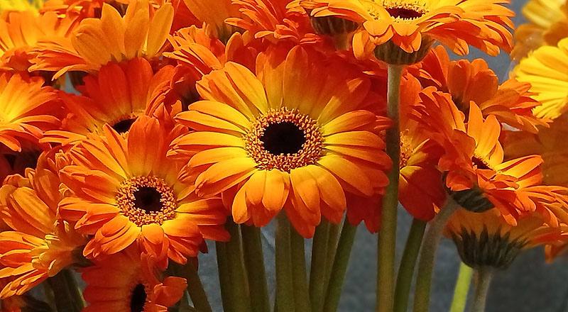 非洲菊 橙 實拍圖片8