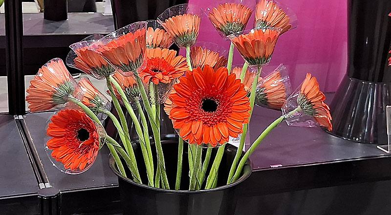 菊花哈利熊花材實拍圖