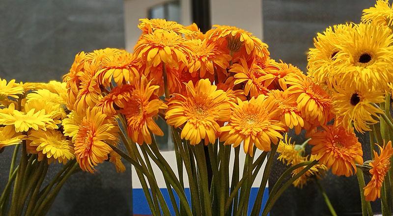 菊花黃花材實拍圖