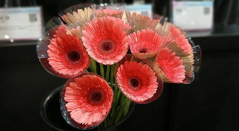 菊花粉美麗花材實拍圖