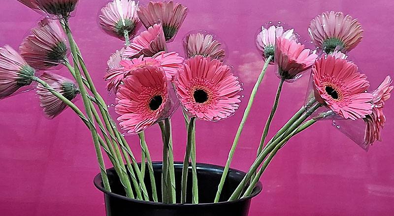 菊花熱情粉花材實拍圖