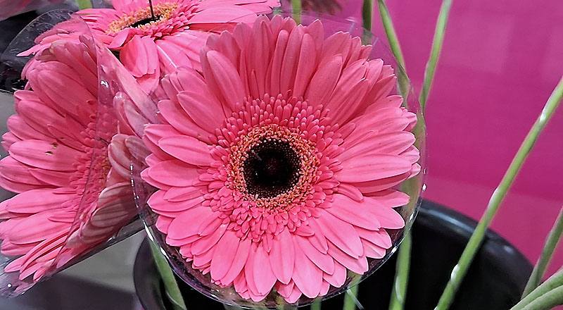 非洲菊 熱情粉 實拍圖片3