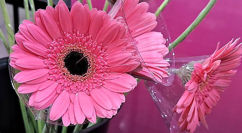 非洲菊 熱情粉 實拍圖片4