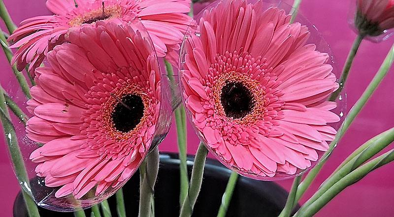 非洲菊 熱情粉 實拍圖片2