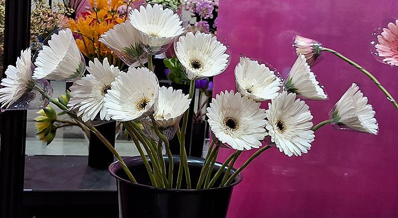 菊花白花材實拍圖