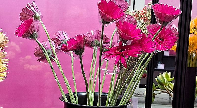 菊花法老王花材實拍圖