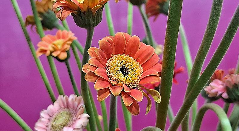 菊花迷你橙花材實拍圖