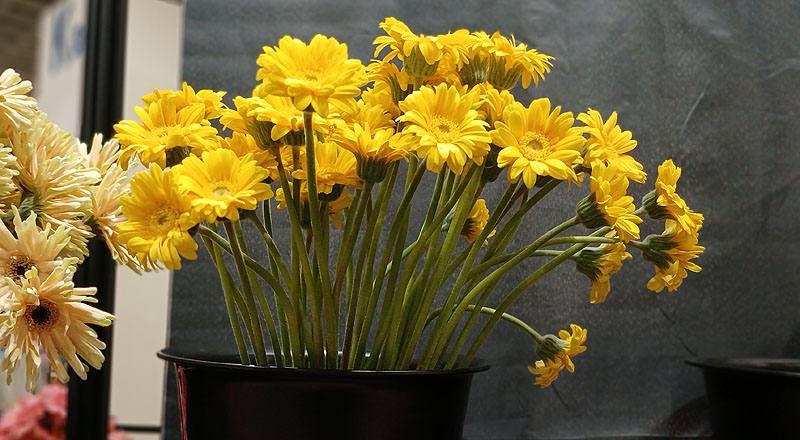 菊花迷你黃花材實拍圖