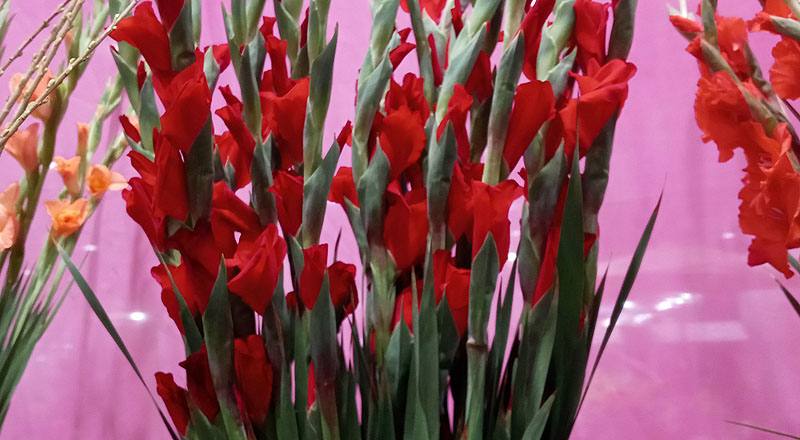 劍蘭 紅 實拍圖片1