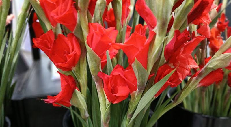 劍蘭 紅 實拍圖片5