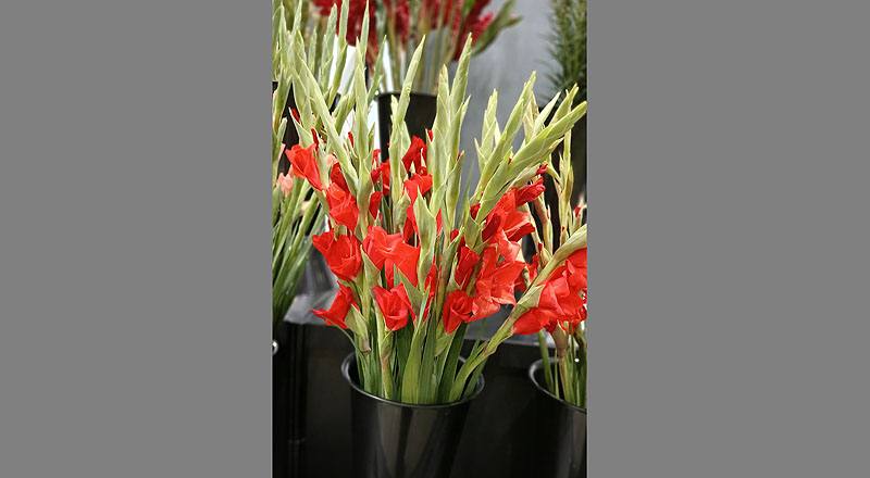 劍蘭 紅 實拍圖片6