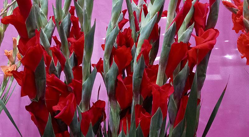 劍蘭 紅 實拍圖片3