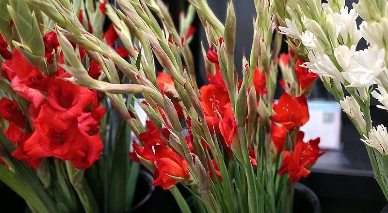 蘭花２３５號花材實拍圖