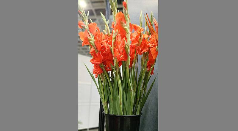 蘭花２６５號花材實拍圖