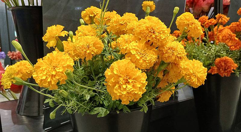 菊花萬壽菊花材實拍圖