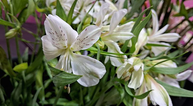 百合花白花材實拍圖