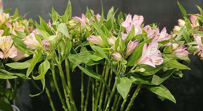 百合花紫花材實拍圖