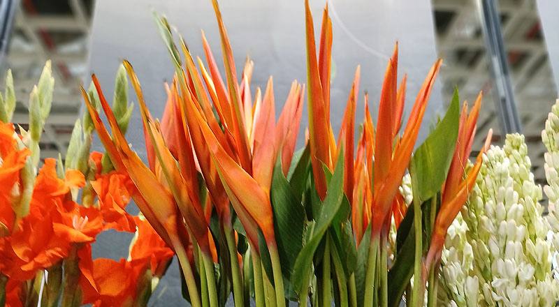 天堂鳥桔帶紅花材實拍圖