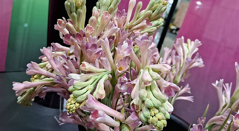 夜來香 單瓣 實拍圖片2