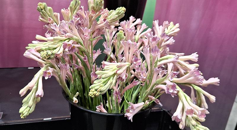 夜來香 單瓣 實拍圖片1