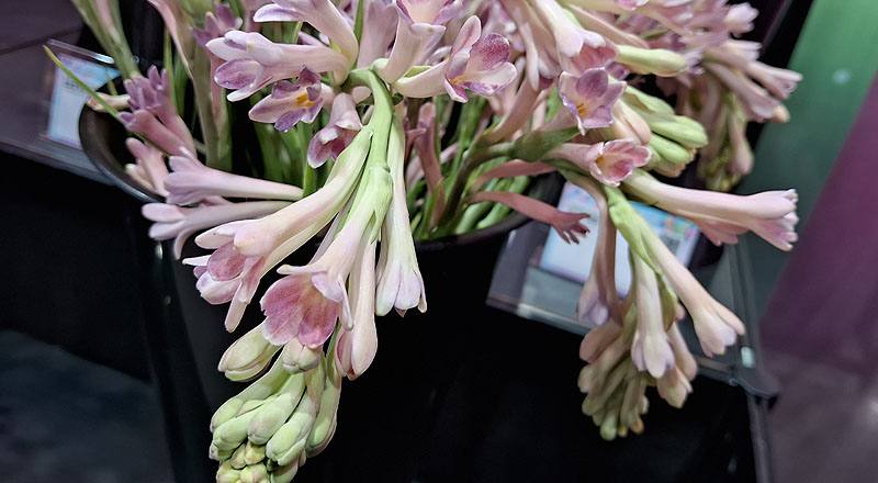 夜來香 單瓣 實拍圖片4