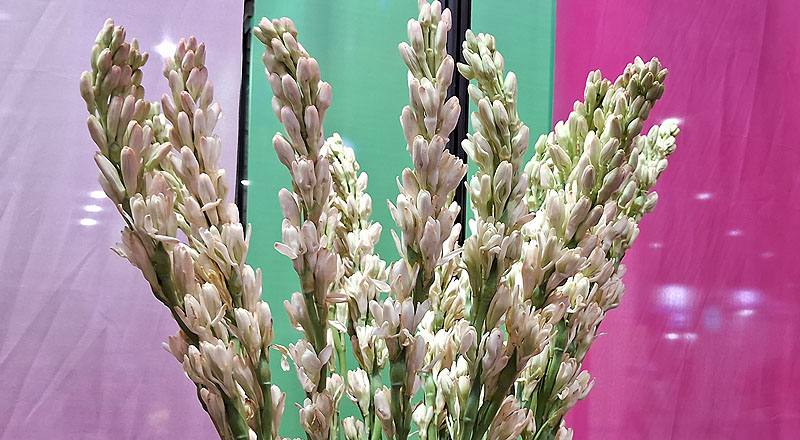 夜來香重瓣花材實拍圖