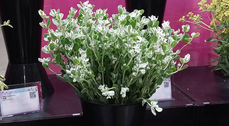 其它花卉初雪草花材實拍圖