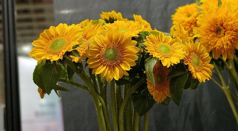 向日葵單瓣花材實拍圖