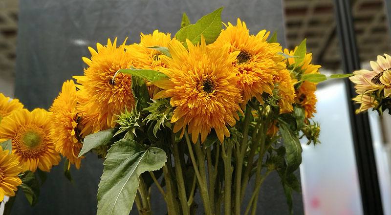 向日葵重瓣花材實拍圖