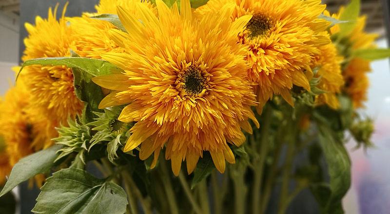 向日葵 東北八重 實拍圖片4