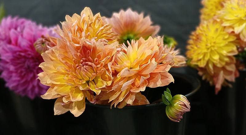 大理花橘色花材實拍圖