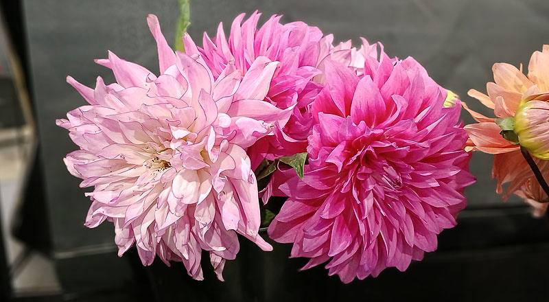 大理花粉色花材實拍圖