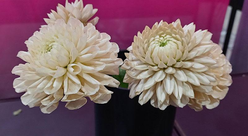 大理花白色花材實拍圖