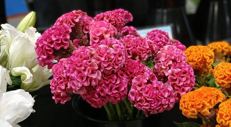 雞冠花雞冠花花材實拍圖