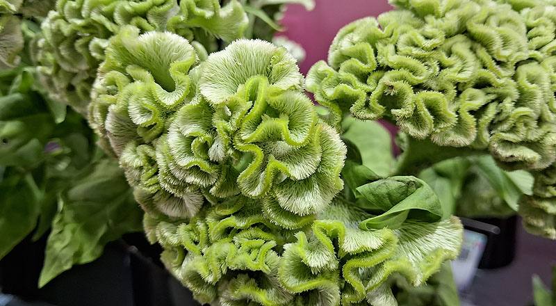 雞冠花 綠 實拍圖片3