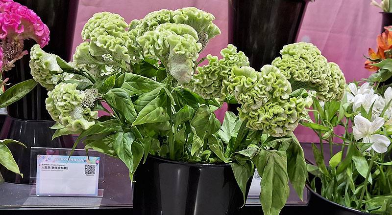 雞冠花 綠 實拍圖片1