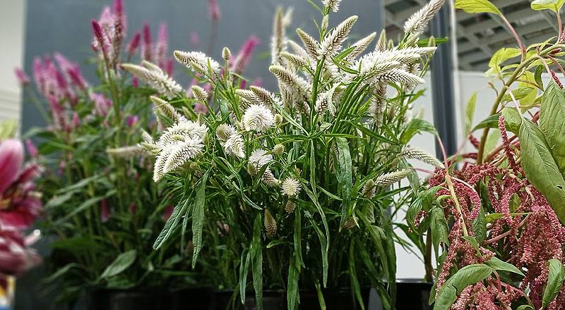 其它花卉槍型雞冠花花材實拍圖