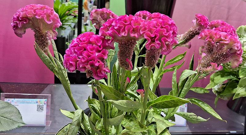 雞冠花粉花材實拍圖