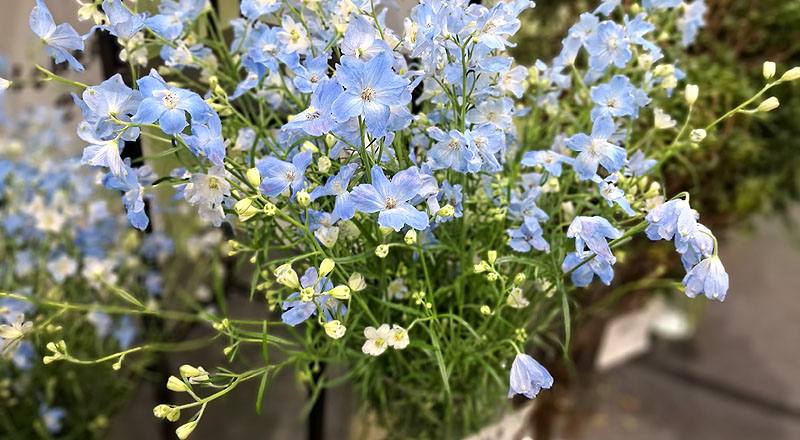 其它花卉小飛燕草花材實拍圖
