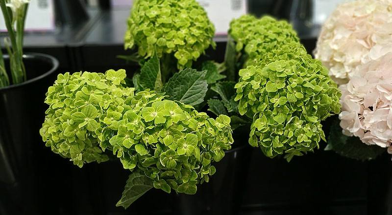 繡球花綠色花材實拍圖