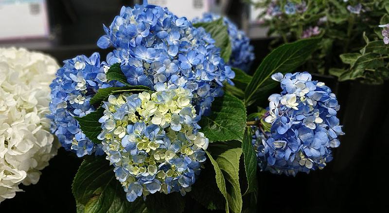 繡球花藍花材實拍圖