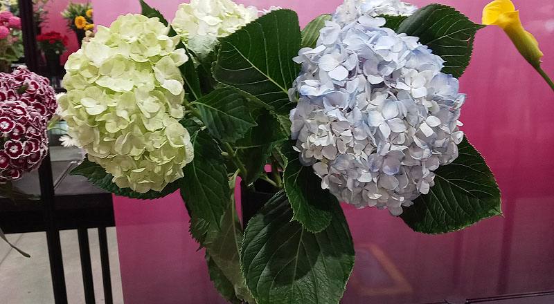 繡球花水藍花材實拍圖