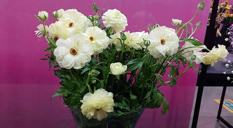 其它花卉白花材實拍圖